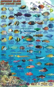 Hawaiian Islands, Reef Creatures Fish ID Card, 2012 - Picture 1 of 1
