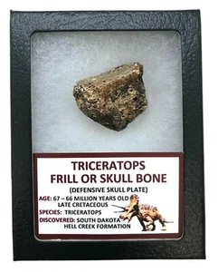 Antiguo Triceratops Volante o Hueso del Cráneo - 67/66 MYO - Hell Creek - FRILL20 - Imagen 1 de 4
