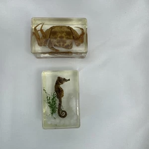 Sea Life Specimen Lot In Resin Ice Cube Shaped Educational Science - Picture 1 of 11