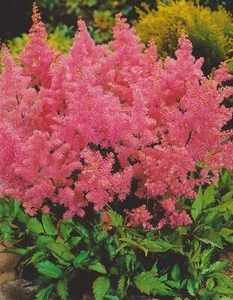 3 Astilben arendsii Amerika Prachtspiere "3 Wurzelstücke" Staude Astilbe - Bild 1 von 1