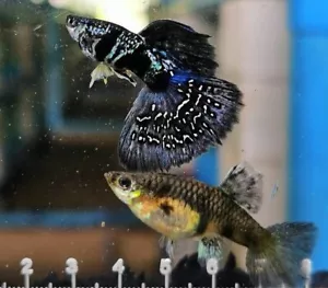 Tiger blue king cobra guppies, 1 Pair 1 male , 1 female - Picture 1 of 10