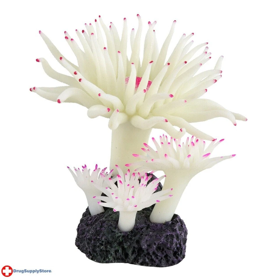 Coral RA Duncan - Blancanieves Foto 1 de 1