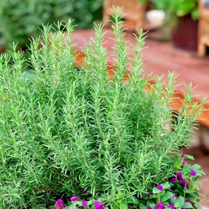 Rosemary Plant Cuttings from an organic shrub - Picture 1 of 9