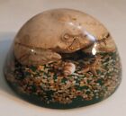 Vintage Lucite/Acrylic Encased Sand Crab Ocean Theme Paperweight 3¾" X 2"