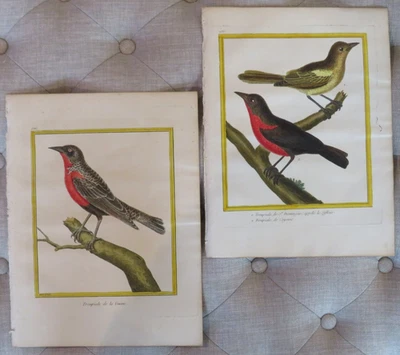 Martinet Birds - Siglo XVIII, Histoire Naturelle des Oiseaux, Pl #236 y 536 Foto 1 de 4