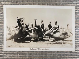 RPPC Pelicans' Convention Beach Bird Real Photo Postcard - Picture 1 of 2