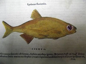 Gravure de poisson coloré année 1555 - Picture 1 of 2