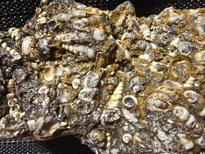 Grande turritella agata grezza, centinaia di conchiglie, Wyoming, 4 libbre - Foto 1 di 4