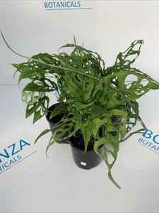 Three Monstera obliqua "Peruvian Form" Established Rare Indoor - Picture 1 of 7