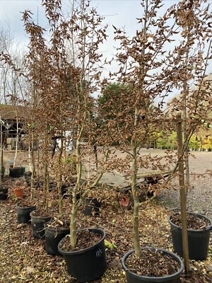 Hornbeam Tree Carpinus Betulis 7ft Bushy Collection Only Extra Large - Image 1 of 4