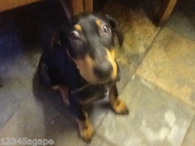 IT1 Stoff Farbfelder Reference Sampling Sie Können Auswahl Jede 4 Verschiedene - Bild 1 von 2