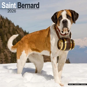 Saint Bernard 2026 Calendar | Dog Breed Gift Wall 15% OFF MULTI ORDERS - Picture 1 of 8