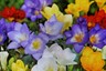 Elfenkrokusse (Crocus Tommasinianus) Kaufen - Blumenzwiebeln - Raimund