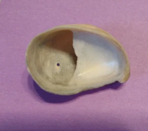 1.5" Atlantic Grey Slipper Shell Beach Is of Palms SC 32.784150, -79.78862 - Picture 1 of 6