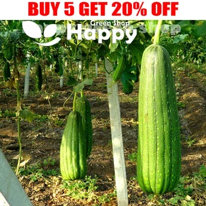 GEMÜSESAMEN KÜRBIS - 15 SAMEN - LUFFA GEMÜSE BISKUIT - gurkenähnliches Obst - Bild 1 von 9