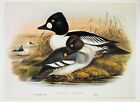 Barrow's Goldeneye Duck Print - Large Vintage Colour Bird Print, Book Plate