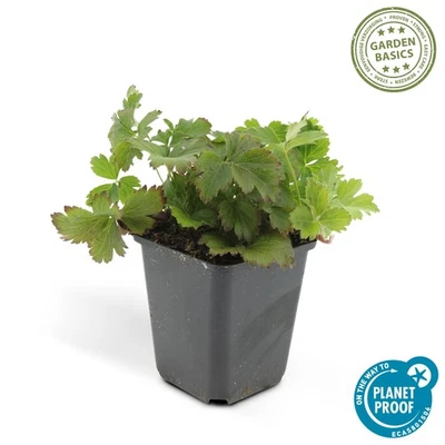 Copripavimento sempreverde - fragola d'oro - Waldsteinia ternata - vaso 9 cm - Immagine 1 di 4