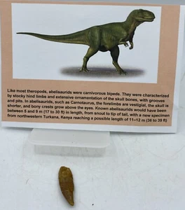 Dientes de rapata Abelisaurus dinosaurio cretácico Marruecos certificado de autenticidad real sin reparación A68 - Imagen 1 de 2