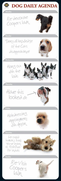 Slim Poster Dog Daily Agenda - Image 1 of 1