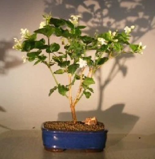 Árbol bonsai de jazmín árabe con flores 12" H en maceta de cerámica interior jazmín sambac Foto 1 de 1