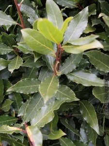 Laurus nobilis**BAY LEAF TREE**Bay Laurel**Sweet Bay*ROOTED SMALL STARTER Plant! - Picture 1 of 5