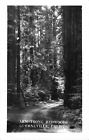 Carte postale vintage années 1930 RPPC Armstrong Redwoods, Guerneville, CA comté de Sonoma