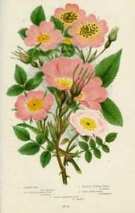 1899 Antica Stampa = ROSE (74) = Piante Fiori = CROMOLITOGRAFIA by Anne Pratt - Imagen 1 de 1