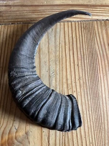 Rams horn walking stick handle - Picture 1 of 5