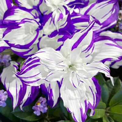 200 semillas de Hosta púrpura, plantas hosta perennes coloridas raras para plantar Foto 1 de 4