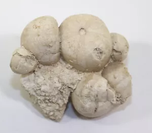 Seeigel, Conulus subrotundus, Kreide, Turon, Wüllen bei Ahaus, Deutschland -k989 - Bild 1 von 5