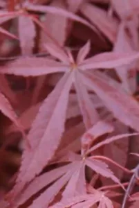 Acer palmatum 'Atropurpureum' Purple Japanese maple Garden Shrub Plant 1.5lt Pot - Picture 1 of 6