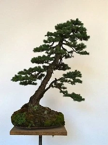 Engelmann Spruce - Picea engelmannii -25 Seeds- Christmas Tree, specimen, bonsai - Picture 1 of 2