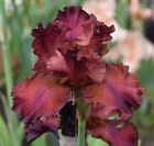 Tall Bearded  Iris 'Bev' pre-sale,  shipping starts in July