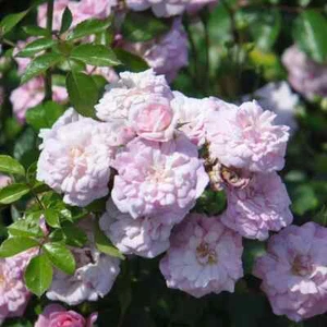 4 Cuttings of 'Rural England' Climbing Rose Plant Live Flower Plant Outstanding! - Picture 1 of 7