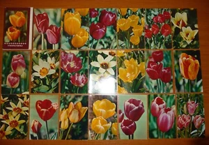 30er Set sowjetische Postkarte UdSSR großartige Arten von Fowers. Tulpen - Bild 1 von 3