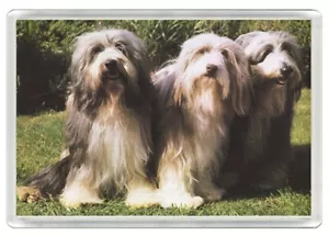 BEARDED COLLIE DOGS DOG PRINT NOVELTY FRIDGE MAGNET GREAT GIFT - Foto 1 di 1