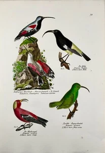 1830 Drepanis Wallcreeper, Ornithologie, Brodtmann, Folio, Lithographie - Bild 1 von 4