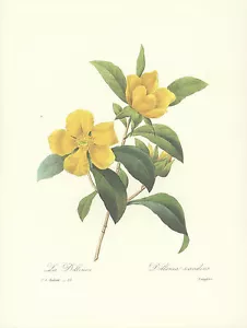 REDOUTE Botánico DILLENIA Flor Amarilla ORIGINAL Estampado Artístico 33 - Imagen 1 de 2