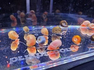 12+ Mixed (Pink/Blue/Red/Brown) Beautiful Ramshorn Snails Live Freshwater - Picture 1 of 5