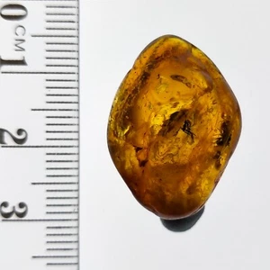 Ámbar Báltico Piedra preciosa pulida natural con dos inclusiones fósiles de insectos 10,5 quilates - Imagen 1 de 7