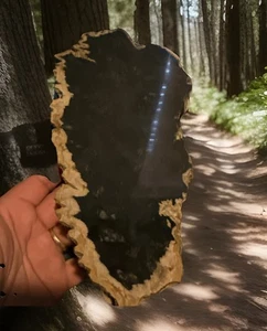 Versteinertes Holz Fossil - Bild 1 von 19