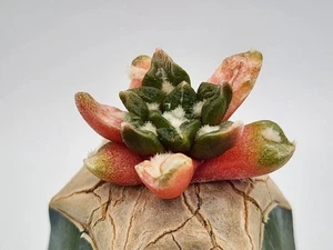 A. scapharostrus x kotschoubeyanus - Variegated - Grafted - Picture 1 of 3