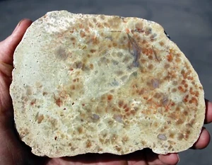 Dinosaur Coprolite (Poop) •  Colorful Polished Slab  • 8.8 oz. - Picture 1 of 8
