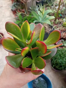 Crassula ovata SUNSET succulent plant Ø5 cm cactus LUCK - Picture 1 of 4