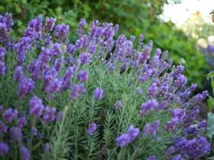 Lavandula Angustifolia Dentata 100+ Samen Stoechas französische Lavendelsamen - Bild 1 von 11