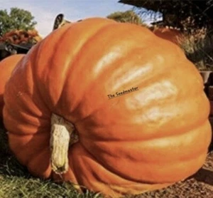 Giant Pumpkin 2 Seeds - Maxima BIG MAX From 65 KG Monster CHAMPIONS WINNERS!! - Picture 1 of 2