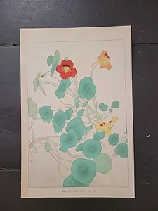 Kapuzinerkresse Chigusa Soun - zwei japanische Holzschnitte - Blumen aus Japan - Meiji Ära 1900 - Bild 1 von 11