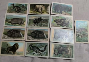 Arbuckle Coffee Victorian Trade Cards Exotic Animal Lot of 13 - Picture 1 of 19