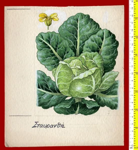 #46205 Griechenland 60er Jahre? Phytologisches Design zur Publikation.Gemälde (nicht gedruckt) - Bild 1 von 1