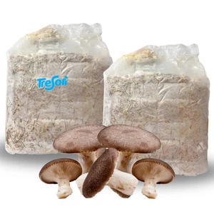 PANETTI FUNGHI CARDONCELLI PLEUROTUS ERYNGII SET COLTIVAZIONE MICELIO FUNGO 3 KG - Foto 1 di 14